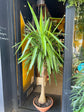 A Yucca Elephant Foot plant also known as a Beaucarnea Recurvata plant in front of Urban Tropicana&