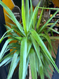 A Yucca Elephant Foot plant also known as a Beaucarnea Recurvata plant in front of Urban Tropicana&