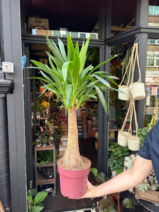 Yucca Elephantipes also known as a Maya Tree in front of Urban Tropicana’s plant shop in Chiswick, London