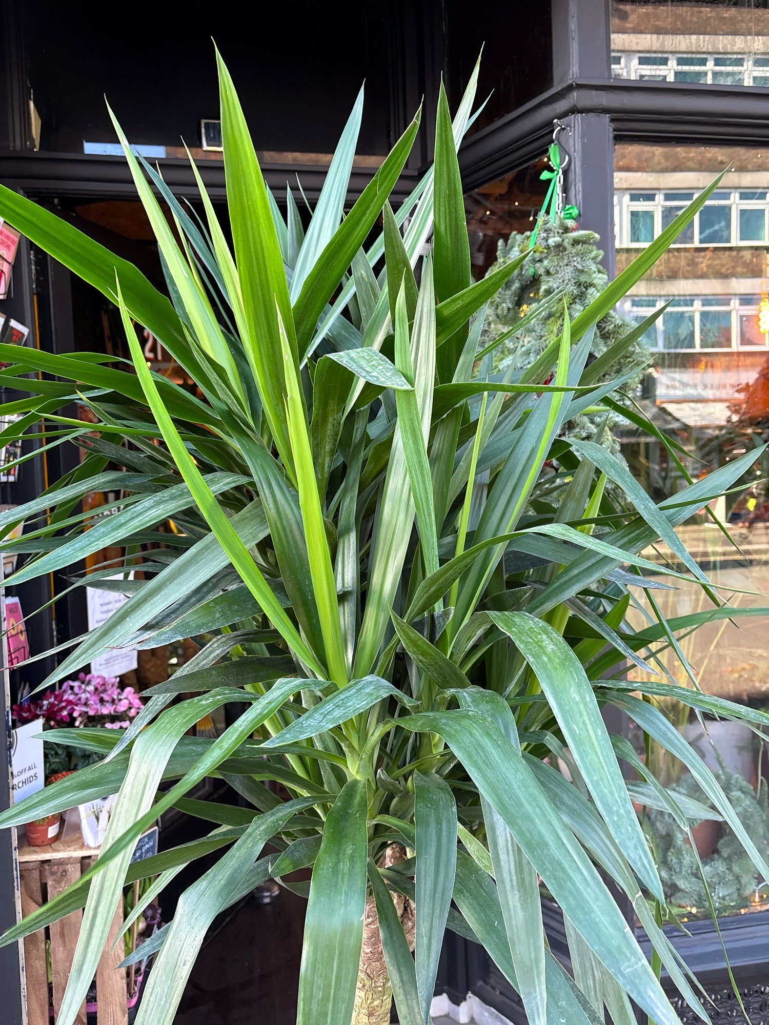 Green plant in a pot outside Urban Tropicana plant shop in Chiswick west London