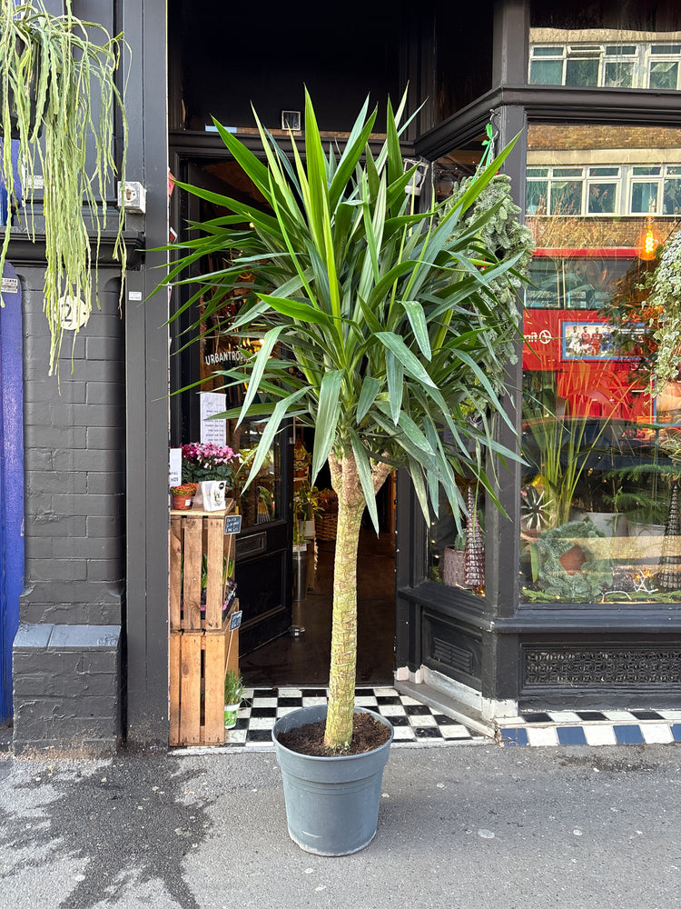 Potted plant on a street corner with a building in the background