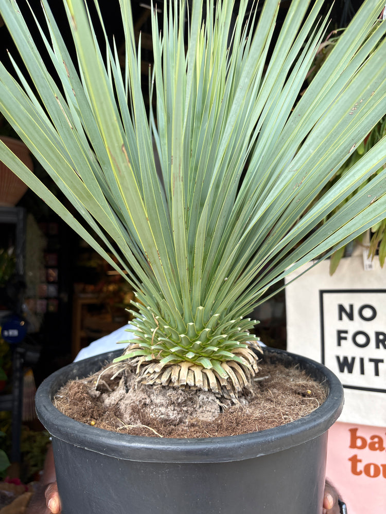 A Yucca Rostrata plant in front of Urban Tropicana’s plant shop in Chiswick, London