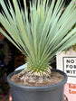 A Yucca Rostrata plant in front of Urban Tropicana’s plant shop in Chiswick, London
