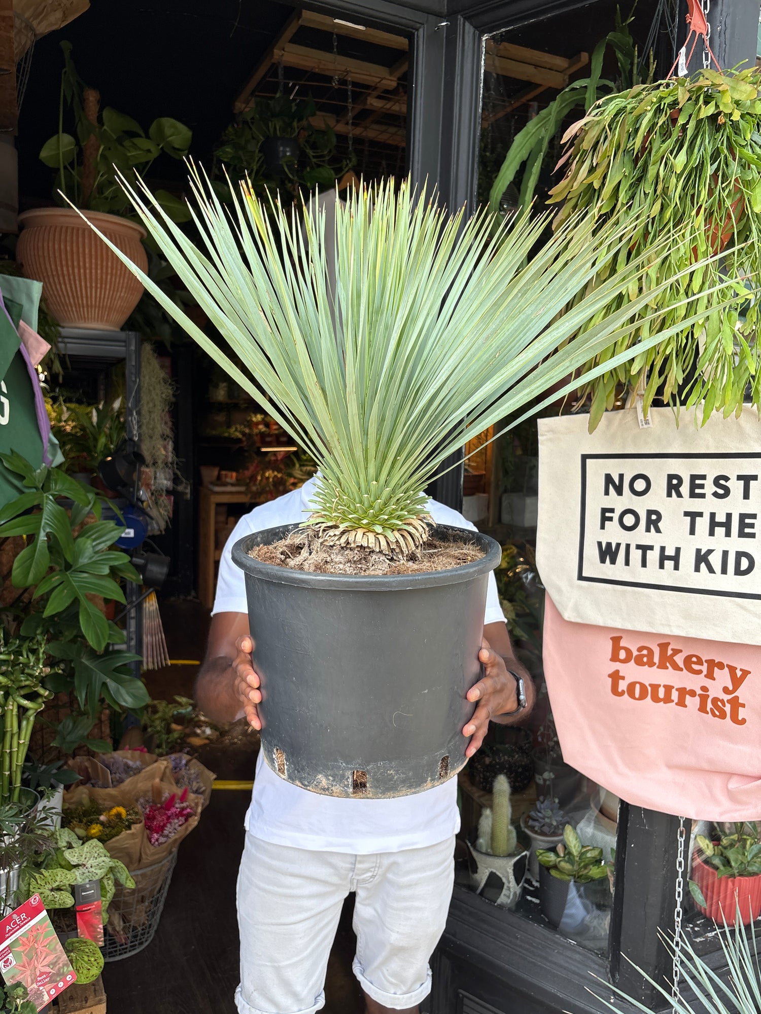 A Yucca Rostrata plant in front of Urban Tropicana’s plant shop in Chiswick, London