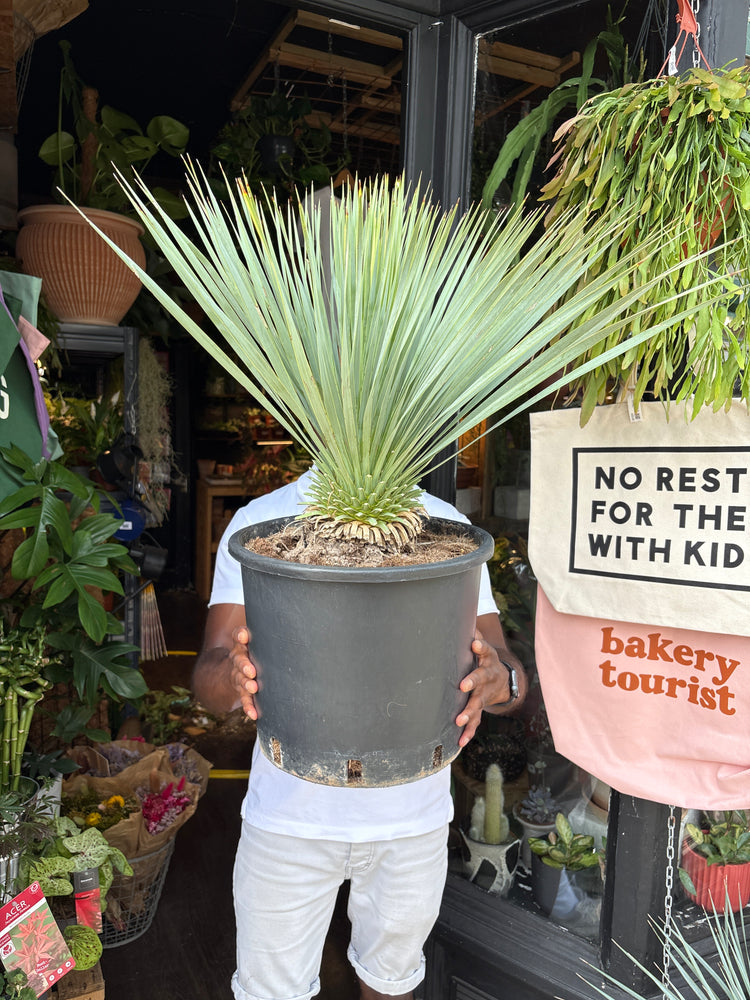 A Yucca Rostrata plant in front of Urban Tropicana’s plant shop in Chiswick, London