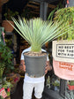 A Yucca Rostrata plant in front of Urban Tropicana’s plant shop in Chiswick, London