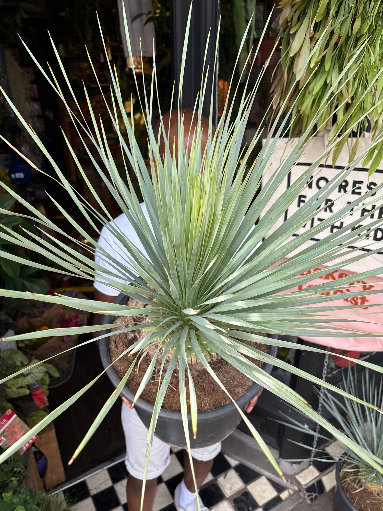 A Yucca Rostrata plant in front of Urban Tropicana’s plant shop in Chiswick, London