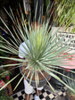 A Yucca Rostrata plant in front of Urban Tropicana’s plant shop in Chiswick, London