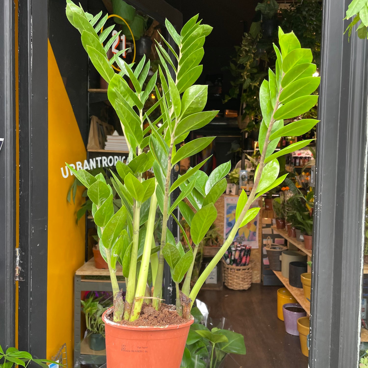 A Zamioculcas Zamiifolia plant also known as ZZ plant in front of Urban Tropicana&