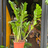 A Zamioculcas Zamiifolia plant also known as ZZ plant in front of Urban Tropicana&