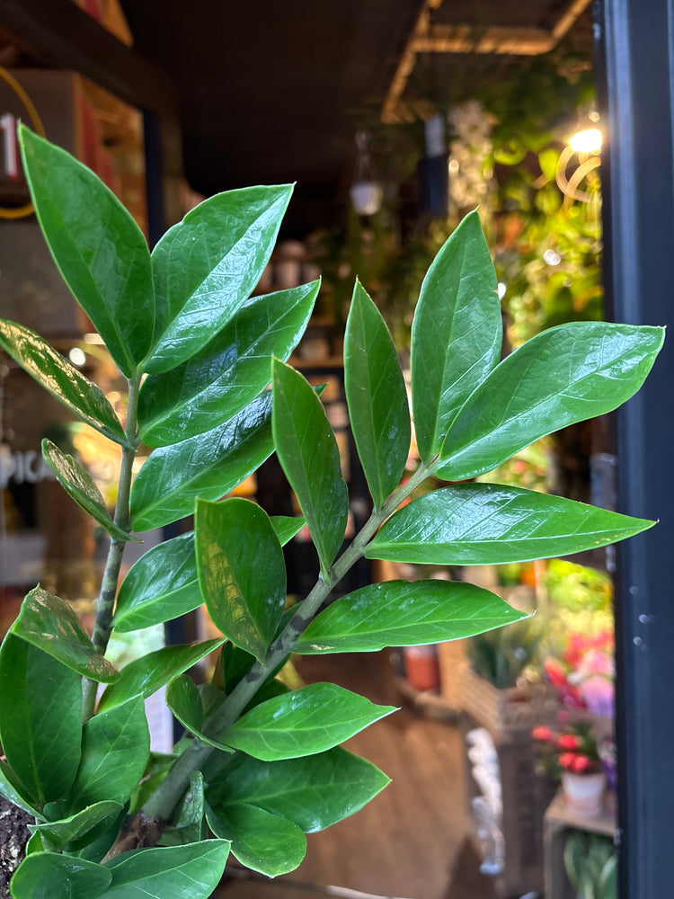 Zamioculcas zamiifolia (ZZ plant) outside Urban Tropicana plant shop in Chiswick, London