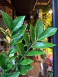 Zamioculcas zamiifolia (ZZ plant) outside Urban Tropicana plant shop in Chiswick, London