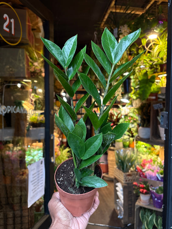 Zamioculcas Zamiifolia (ZZ plant) outside Urban Tropicana plant shop in Chiswick, London