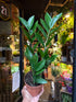 Zamioculcas Zamiifolia (ZZ plant) outside Urban Tropicana plant shop in Chiswick, London