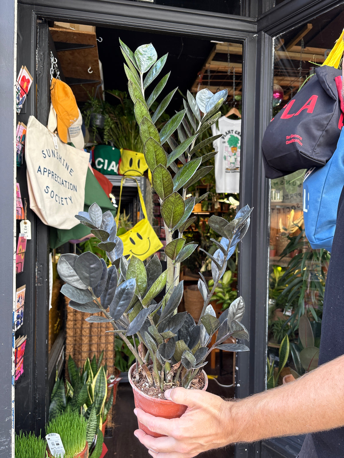 Zamioculcas zamiifolia ‘Raven’ (ZZ Plant) in 14cm pot outside Urban Tropicana plant shop in Chiswick, London