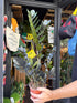 Zamioculcas zamiifolia ‘Raven’ (ZZ Plant) in 14cm pot outside Urban Tropicana plant shop in Chiswick, London