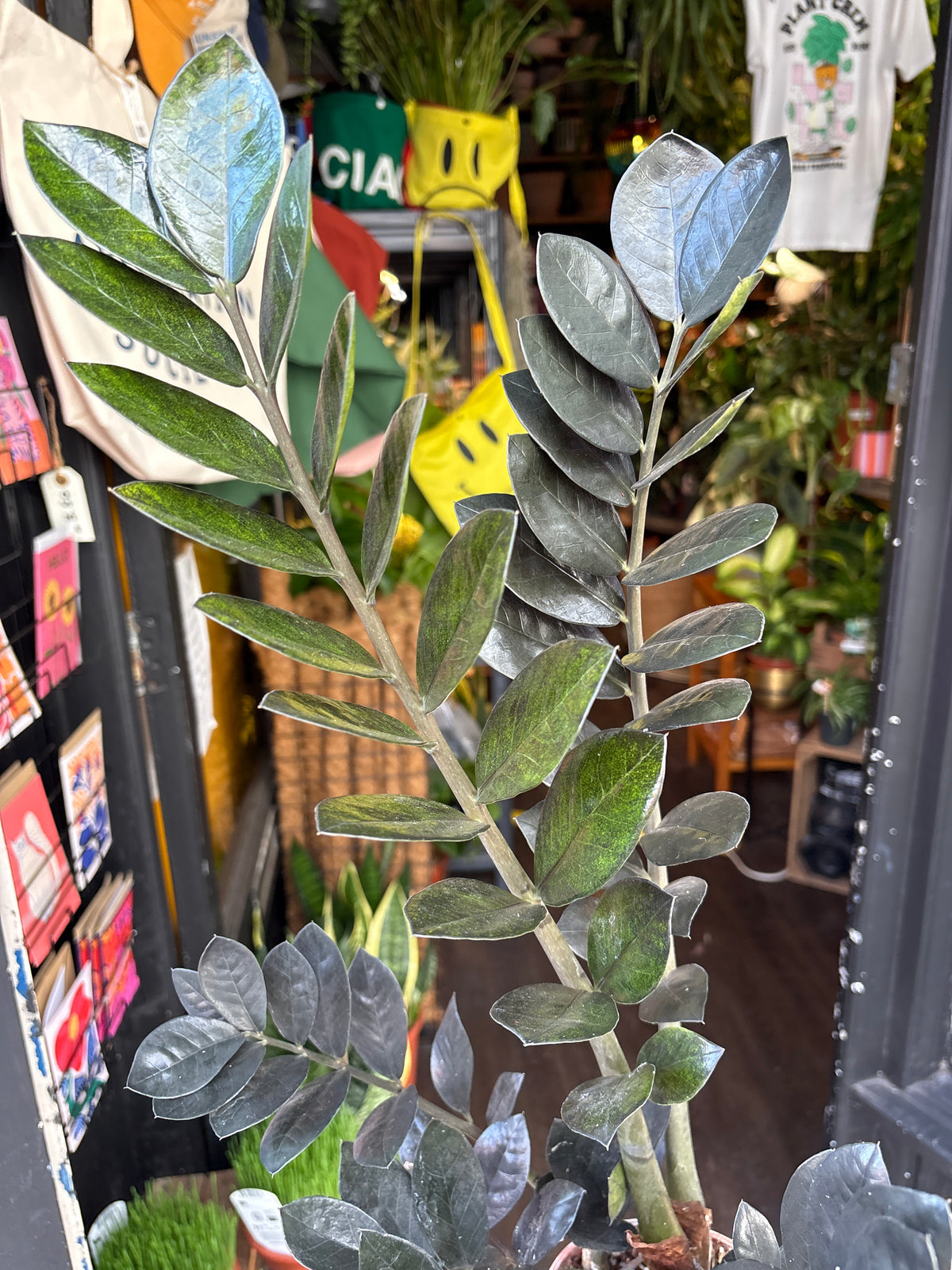 Zamioculcas zamiifolia ‘Raven’ (ZZ Plant) in 14cm pot outside Urban Tropicana plant shop in Chiswick, London