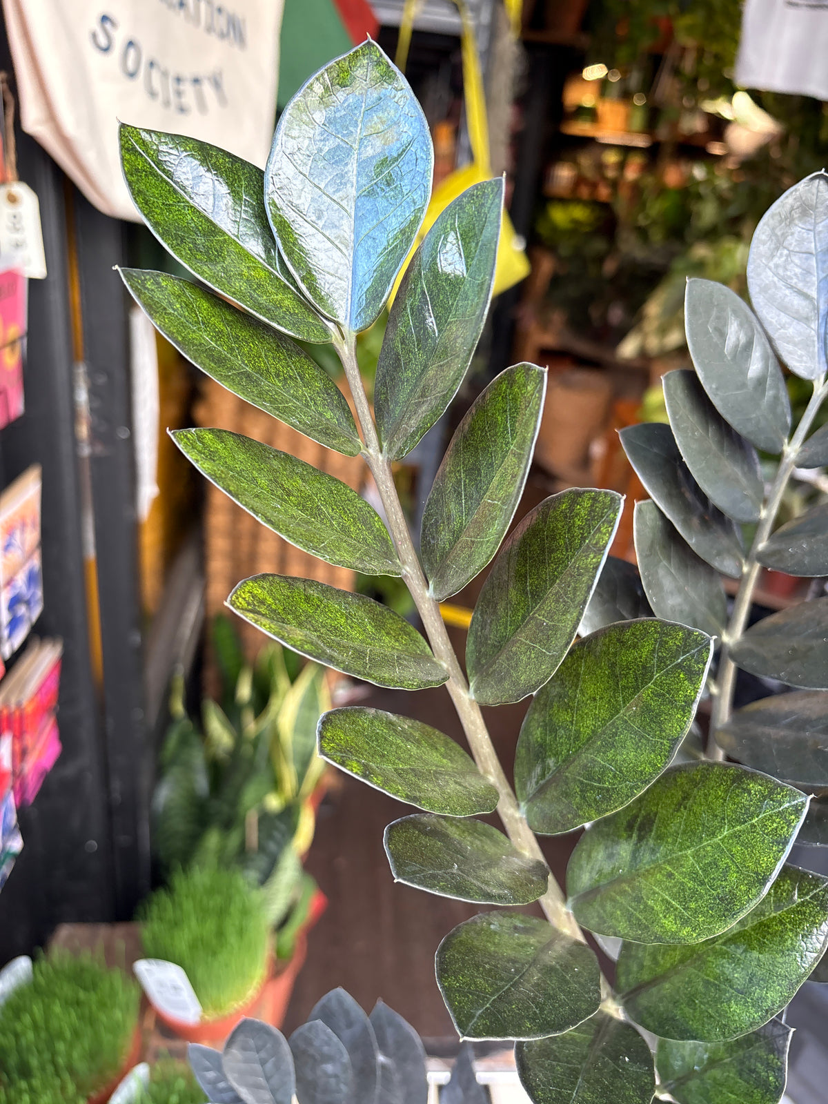 Zamioculcas zamiifolia ‘Raven’ (ZZ Plant) in 14cm pot outside Urban Tropicana plant shop in Chiswick, London