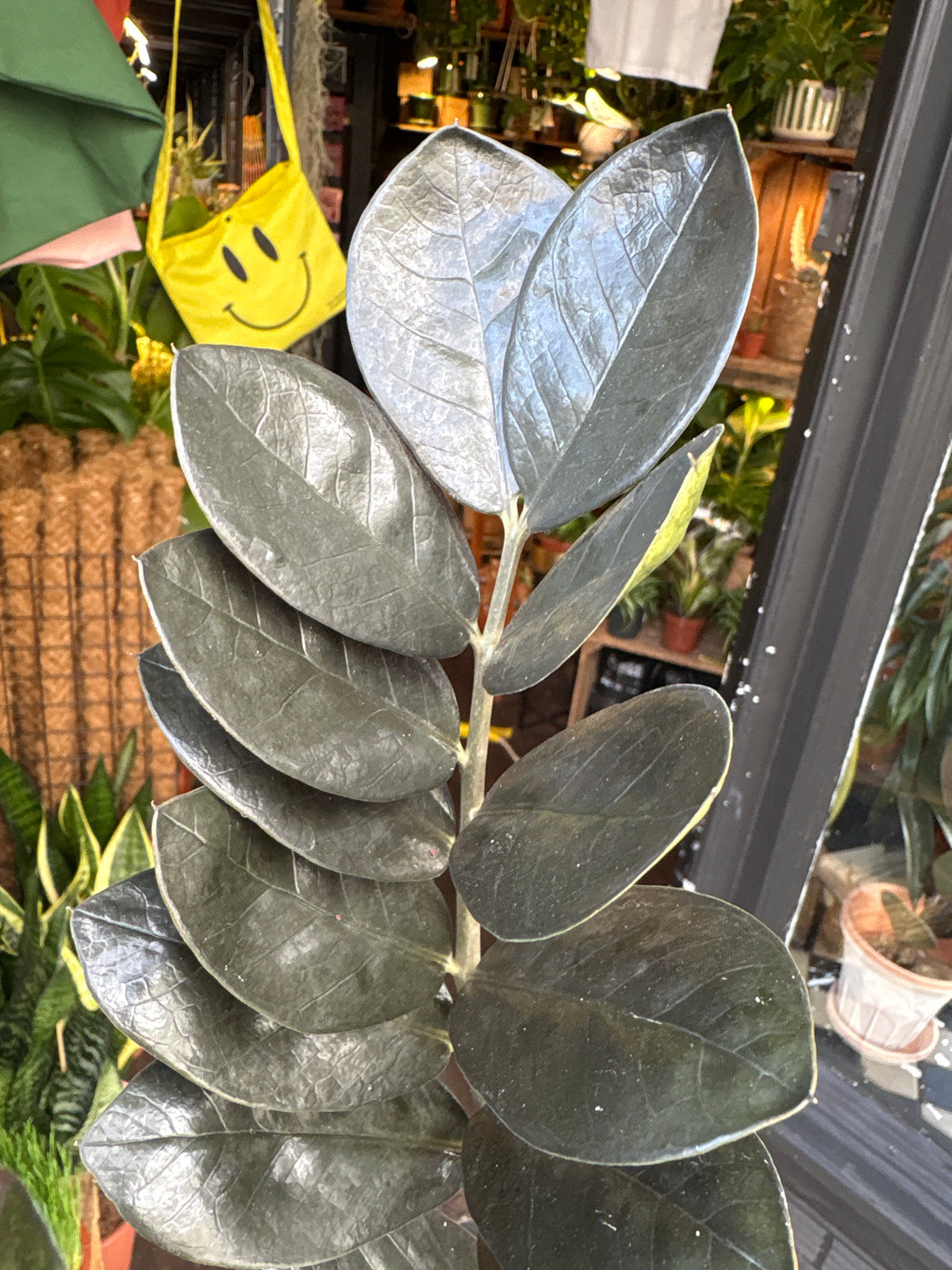 Zamioculcas zamiifolia ‘Raven’ (ZZ Plant) in 14cm pot outside Urban Tropicana plant shop in Chiswick, London