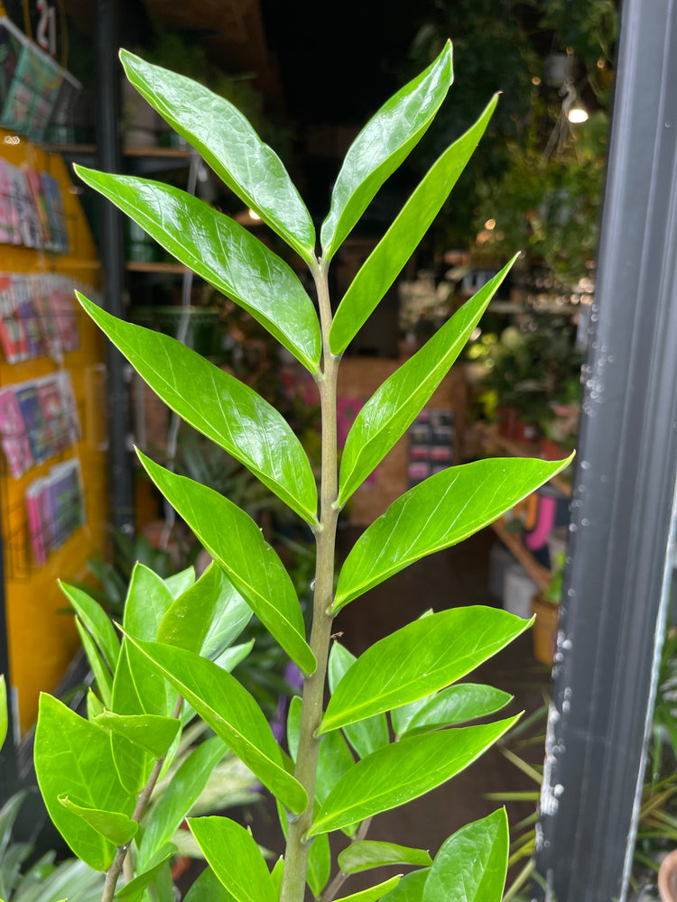 A  Zamioculcas Zamiifolia or ‘ZZ’ plant in front of Urban Tropicana&