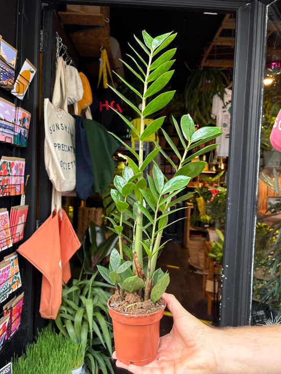 A ZZ Zamioculcas Zamiifolia plant outside Urban Tropicana’s houseplant store in Chiswick, London