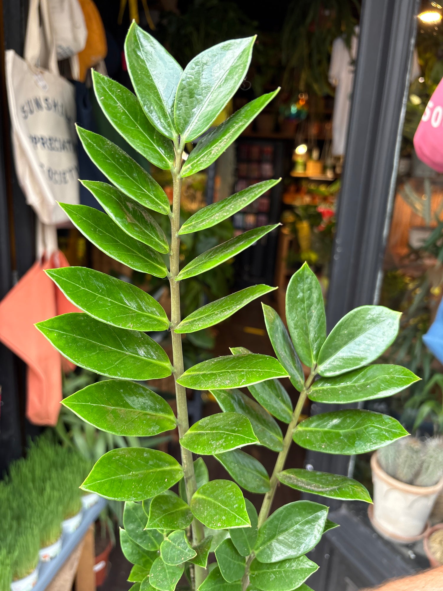 A ZZ Zamioculcas Zamiifolia plant outside Urban Tropicana’s houseplant store in Chiswick, London