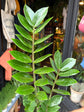 A ZZ Zamioculcas Zamiifolia plant outside Urban Tropicana’s houseplant store in Chiswick, London