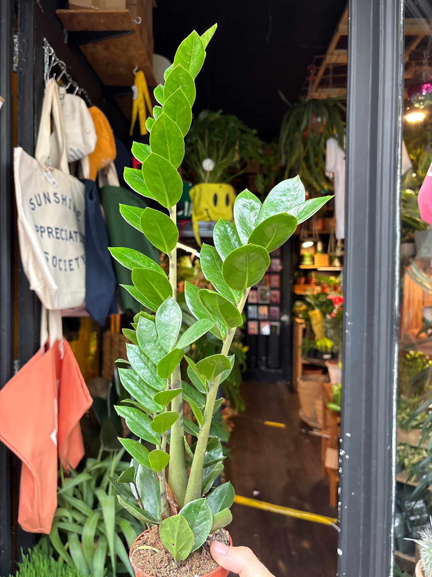 A ZZ Zamioculcas Zamiifolia plant outside Urban Tropicana’s houseplant store in Chiswick, London