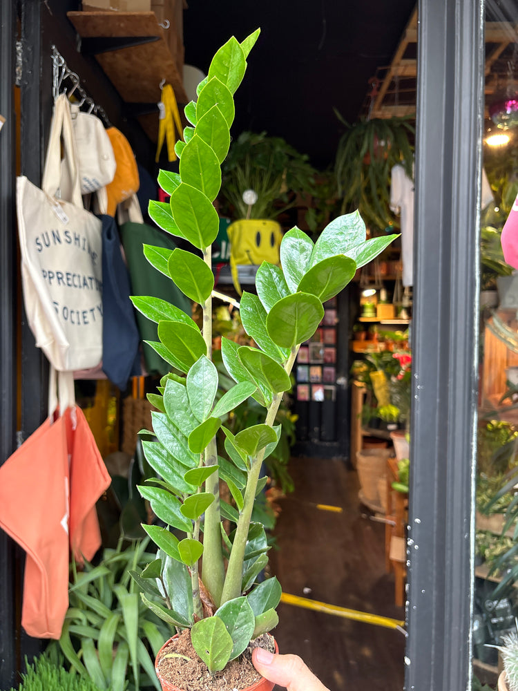 A ZZ Zamioculcas Zamiifolia plant outside Urban Tropicana’s houseplant store in Chiswick, London