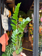 A ZZ Zamioculcas Zamiifolia plant outside Urban Tropicana’s houseplant store in Chiswick, London
