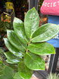 A ZZ Zamioculcas Zamiifolia plant outside Urban Tropicana’s houseplant store in Chiswick, London