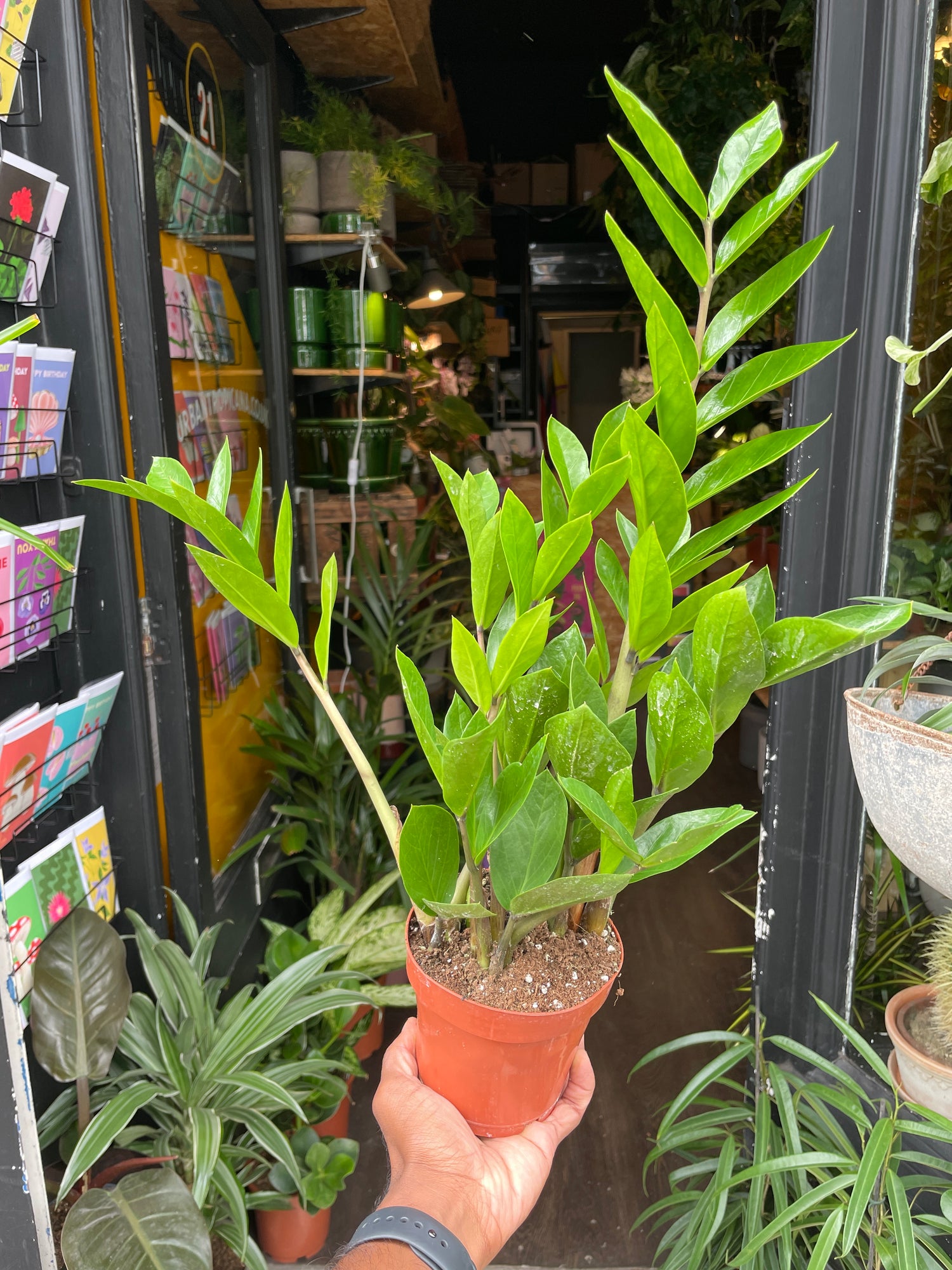 A Zamioculcas Zamiifolia, or ‘ZZ’, plant in front of Urban Tropicana&
