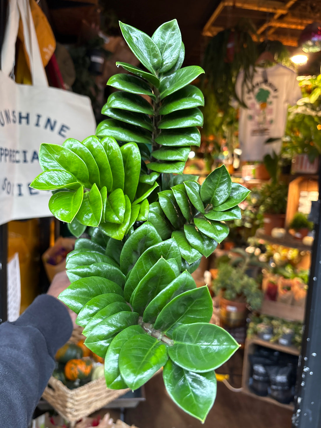 Zamioculcas Zamiifolia Zenzi in 14cm pot outside Urban Tropicana plant shop in Chiswick, London