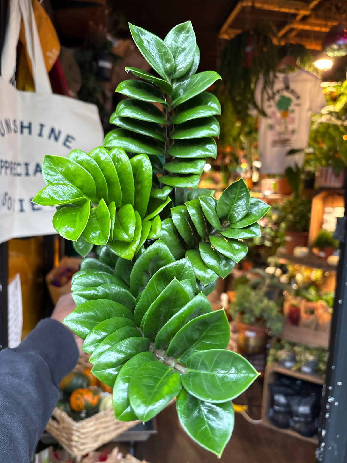Zamioculcas Zamiifolia Zenzi in 14cm pot outside Urban Tropicana plant shop in Chiswick, London