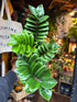 Zamioculcas Zamiifolia Zenzi in 14cm pot outside Urban Tropicana plant shop in Chiswick, London