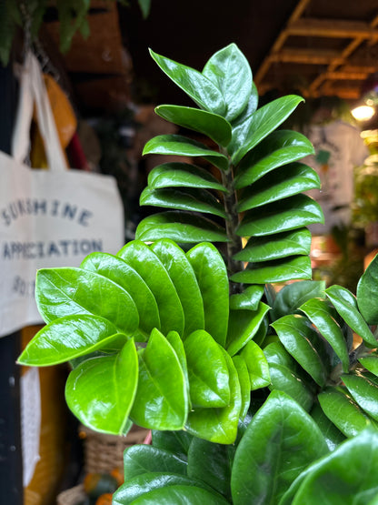 Zamioculcas Zamiifolia Zenzi in 14cm pot outside Urban Tropicana plant shop in Chiswick, London