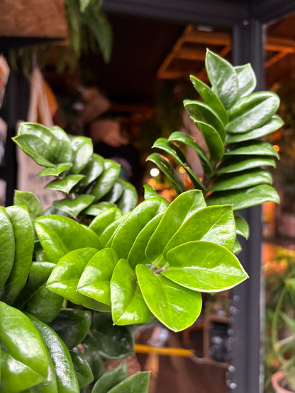 Zamioculcas Zamiifolia Zenzi in 14cm pot outside Urban Tropicana plant shop in Chiswick, London