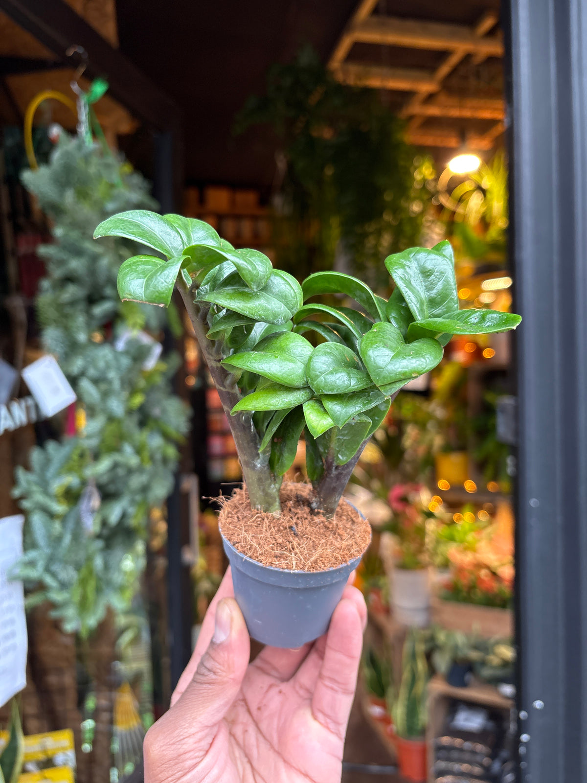 A Zamioculcas Zamiifolia Zenzi in front of Urban Tropicana’s Plant Shop in Chiswick London