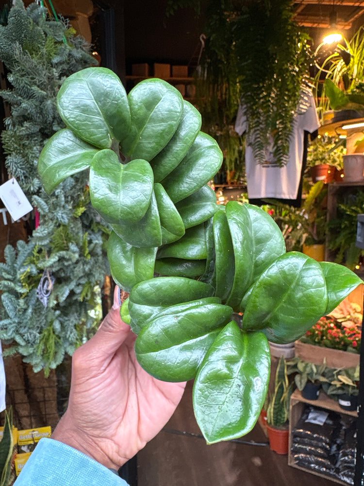 A Zamioculcas Zamiifolia Zenzi in front of Urban Tropicana’s Plant Shop in Chiswick London