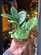 A Zamioculcas zamiifolia zenzi or zz plant in front of Urban Tropicana&