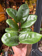 A Zamioculcas zamiifolia zenzi or zz plant in front of Urban Tropicana&