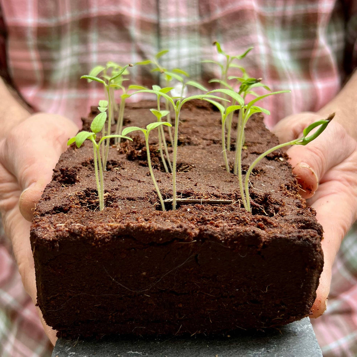 The Exotic Vegetable Growbar