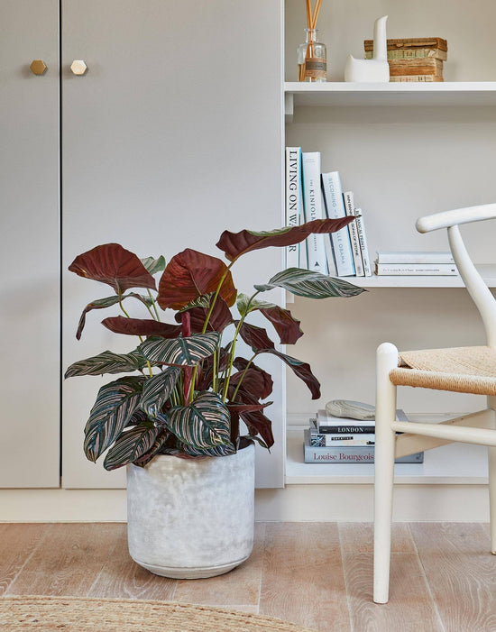 Tivoli Indoor Planter | Cement | 26cm