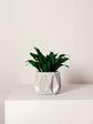 POTR | Ivory White Self-Watering Plant Pot | 18cm