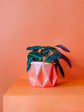 POTR | Coral Self-Watering Plant Pot | 15cm