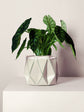 POTR | Ivory White Self-Watering Plant Pot | 18cm