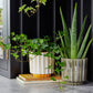 Lugano Scalloped Reactive Planter | Green | 13cm