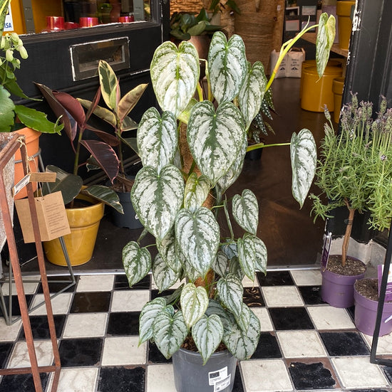 Philodendron Brandtianum Mosspole, also known as Silver Leaf Philodendron, in front of Urban Tropicana’s store in Chiswick, London