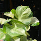 A Epipremnum Happy leaf plant also known as a pothos with green and white variegated leaves in front of Urban Tropicana&