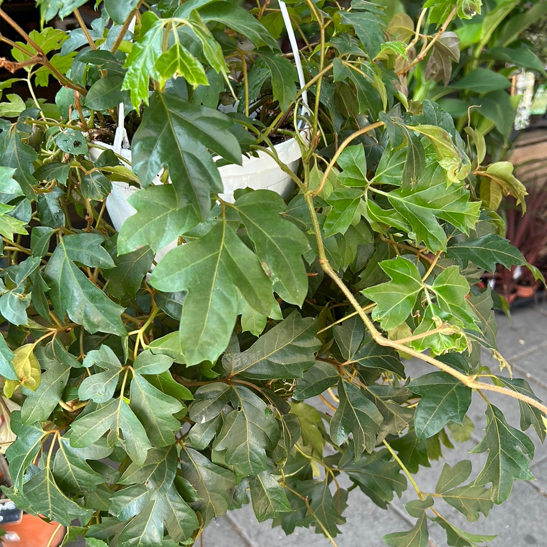 A Cissus Ellen Danica, also known as Grape Ivy in front of Urban Tropicana&